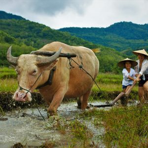 A Rural Life Trip in Laos